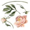 Set of peach fuzz peony flowers, buds, leaves and stem. Floral watercolor illustration hand painted isolated on white Royalty Free Stock Photo