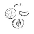 Set of peaches, vector illustration, sketch