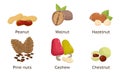 Set of peanut, walnut, hazelnut, pine nuts, cashew, chestnut. Vector illustration in flat cartoon style Royalty Free Stock Photo