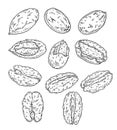 Set pecan. Nuts with shell and unshelled. Branch with leaves and nuts. Vector vintage engraving