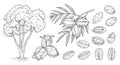 Set pecan. Tree, branch with leaves and nuts with shell and unshelled. Vector vintage engraving