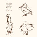 Set of pelican pencil sketches