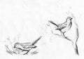 Set Pencil drawing sparrows. illustration .