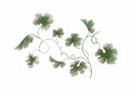 Set of pencil sketch Pumpkin Leaves. Hand drawn green ivy isolated on a white background. Grape leaf garden design