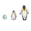 Set of penguin life from egg to adult in Cartoon style on white isolated background, vector stock illustration for prints, icons, Royalty Free Stock Photo