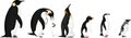 Set of penguins: Magellanic, Chinstrap, Macaroni, Emperor and King penguin