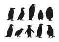 Set of Penguins Various Species Black Silhouettes. Emperor, Adelie, Gentoo, Rockhopper, King and Macaroni, Fluffy Royalty Free Stock Photo