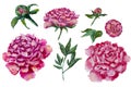 Set of peonies oil painting flowers peony Royalty Free Stock Photo