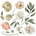Set of peony flowers, buds and leaves. Floral watercolor illustration hand painted isolated on white background. Royalty Free Stock Photo