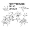 Set of peony flowers in vector on white background