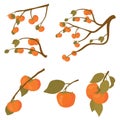 Set of persimmon fruit tree. Branches of kaki fruit with leafs ripe in autumn and raw. Vector cartoon illustration for Royalty Free Stock Photo