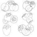 Set of persimmons.Sliced fruit.Outline drawing.Hand drawing.Black and white image.Vector illustration