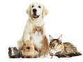 Group of pets on white background