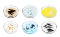 Set of Petri dishes with different bacteria culture on white background Royalty Free Stock Photo