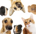 Set of pets peeking Royalty Free Stock Photo