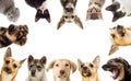 Set pets Royalty Free Stock Photo