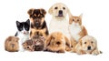 Set pets Royalty Free Stock Photo