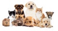 Set pets Royalty Free Stock Photo