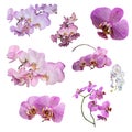 Set of Phalaenopsis orchid flowers isolated on white background. Royalty Free Stock Photo