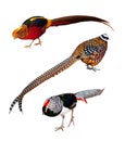 Set of Phasianidae birds. Isolated over white