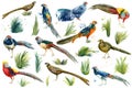 Set of pheasant birds. watercolor drawings on a white background Royalty Free Stock Photo