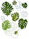 Set of philodendron leaves