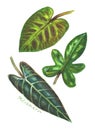 Set of philodendron leaves