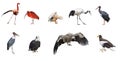 Set of 9 photographs of birds Royalty Free Stock Photo