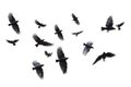 Set of photographs of flocks of flying birds, white background, many, many sizes,Generative AI Royalty Free Stock Photo