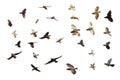 Set of photographs of flocks of flying birds, white background, many, many sizes,Generative AI Royalty Free Stock Photo