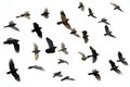 Set of photographs of flocks of flying birds, white background, many, many sizes,Generative AI Royalty Free Stock Photo