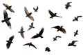 Set of photographs of flocks of flying birds, white background, many, many sizes,Generative AI Royalty Free Stock Photo