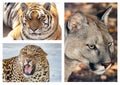 Set of photos of beautiful big cats. Puma, leopard, tiger. Panthera tigris, Puma concolor, Panthera pardus.