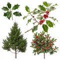 A set of photos of holly and holly trees on white background Royalty Free Stock Photo