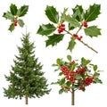 A set of photos of holly and holly trees on white background Royalty Free Stock Photo