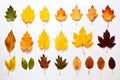 Set of photos of leaves, autumn, various types of leaves, white background, many colors, dry leaves.Generative AI