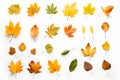 Set of photos of leaves, autumn, various types of leaves, white background, many colors, dry leaves.Generative AI