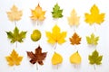 Set of photos of leaves, autumn, various types of leaves, white background, many colors, dry leaves.Generative AI