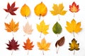 Set of photos of leaves, autumn, various types of leaves, white background, many colors, dry leaves.Generative AI