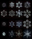 Set of photos natural snowflakes