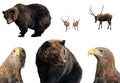 Set of wild animals isolated on white background. Large brown bear, male red deer (stag or hart), white-tailed eagle in Royalty Free Stock Photo