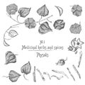 Set of Physalis hand drawn patterns with berries, lives, and branch in black color on white background. Retro vintage graphic