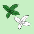 A set of pictures, green mint leaves for brewing green vitamin tea, cocktail ingredients, vector cartoon