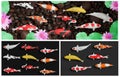 Set of pictures of koi fish or fancy koi swimming in pond or river with pink lotus. There is a round stone. Suitable for feng shui Royalty Free Stock Photo