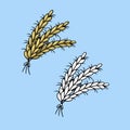 A set of pictures, Several yellow ripe ears, rye cereals, vector cartoon illustration Royalty Free Stock Photo