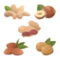 Set of 5 pieces of different types of nuts on a white background - Vector Royalty Free Stock Photo