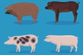 Set of pig cartoon