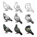 Set of pigeons on three pose and styles