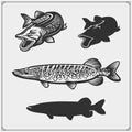Set of pike fish. Vector illustration. Royalty Free Stock Photo
