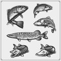 Set of pike fish. Vector illustration. Royalty Free Stock Photo